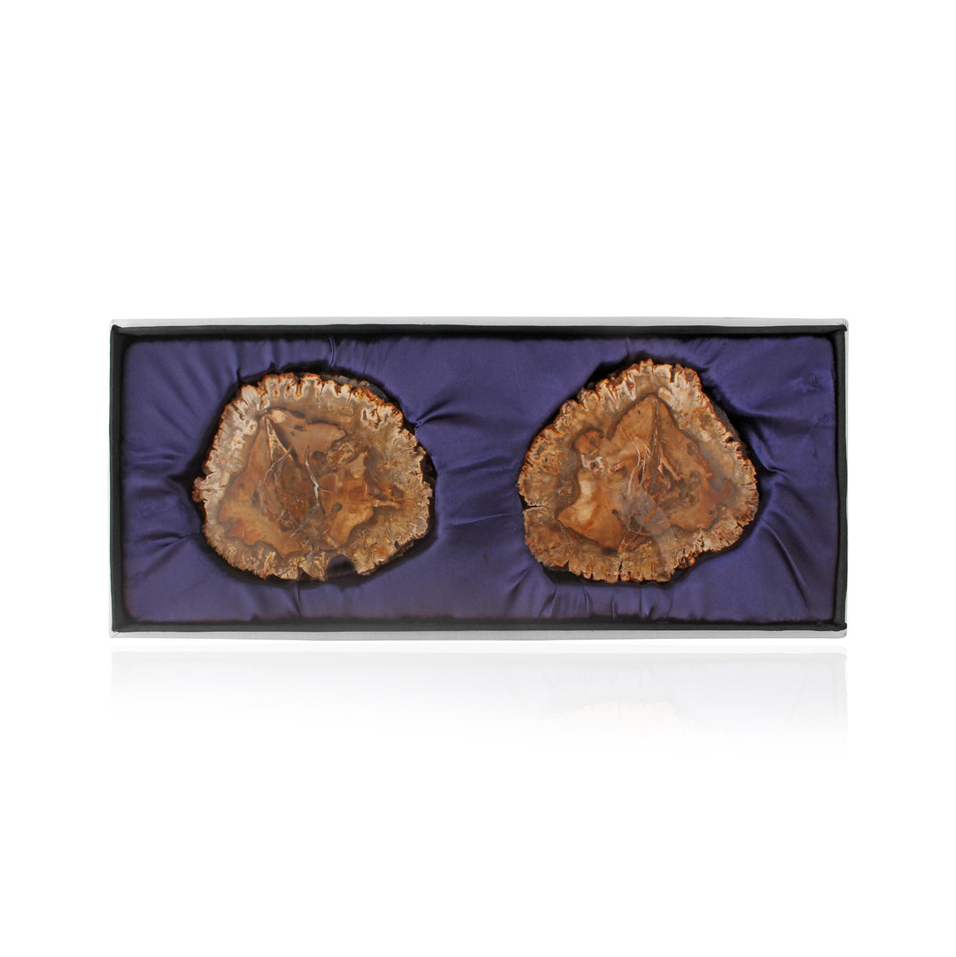 Petrified wood coasters