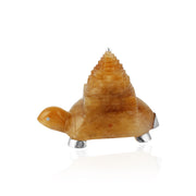 shreeyantra on turtle