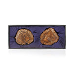 Load image into Gallery viewer, Petrified wood coasters
