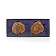 Petrified wood coasters